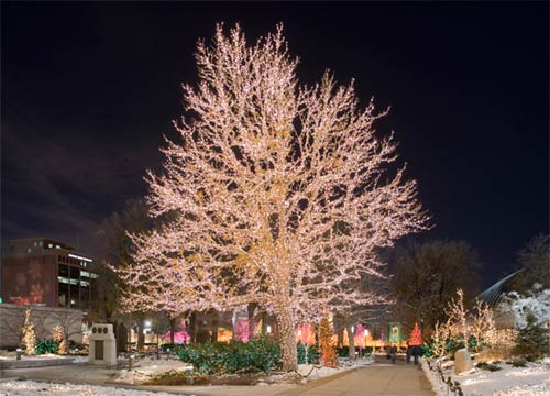 one of those typical christmas snow scenes - a tree decorated with christmas lights