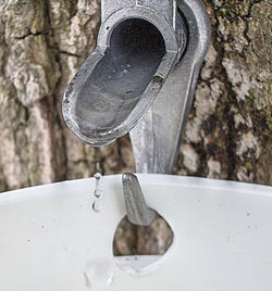 close up of a drop of maple sap falling into a bucket
