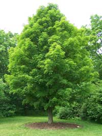  a sugar maple during summer